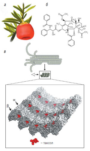 Рис. 3. Плод тиса коротколиственного, молекула таксола и схема связывания таксола с внутренней поверхностью микротрубочки («Природа» №8, 2020)