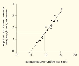 Рис. 5. Зависимость скорости роста «плюс»-конца микротрубочки от концентрации свободного тубулина («Природа» №8, 2020) 