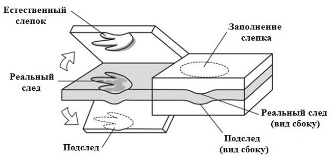 Схема захоронения следа динозавра