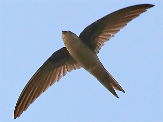 Гималайская салангана