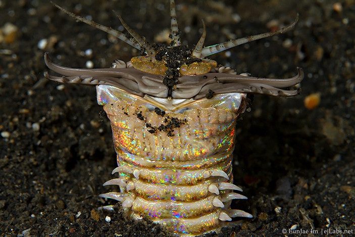 Eunice aphroditois