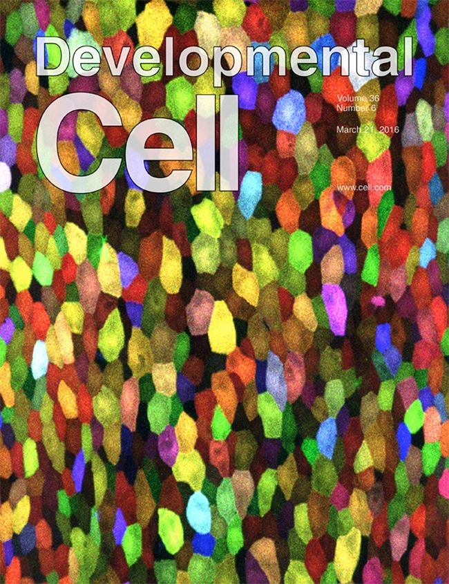 Обложка журнала Developmental cell