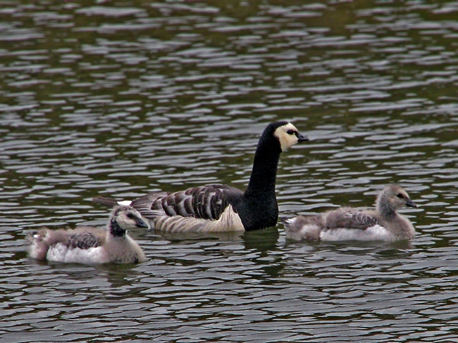 Белощекая казарка с птенцами