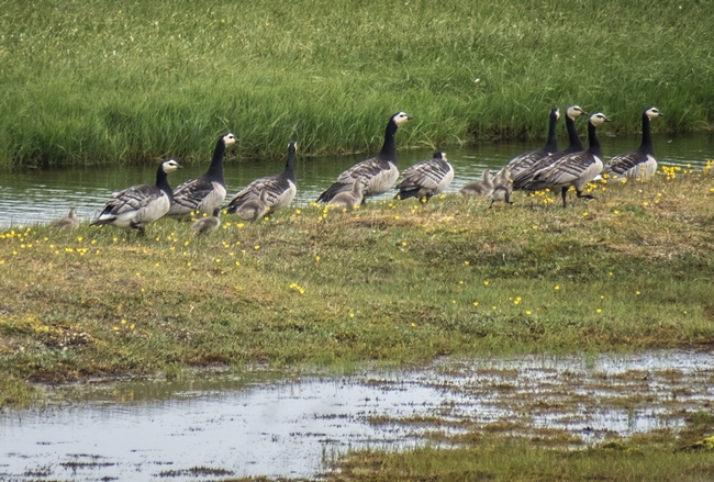 Выводки белощекой казарки