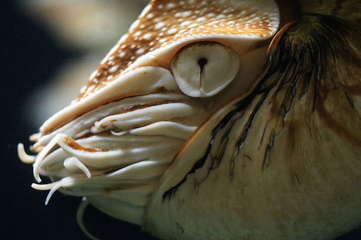 Рис. 6. Глаз современного Nautilus pompilius