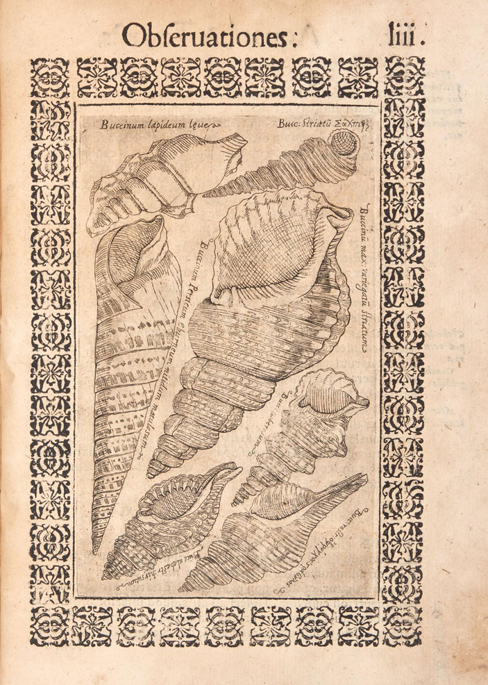 Страница из книги Колонны &laquo;О&nbsp;некоторых водных и&nbsp;наземных животных&raquo; (Aquatilium et terrestrium aliquot animalium)