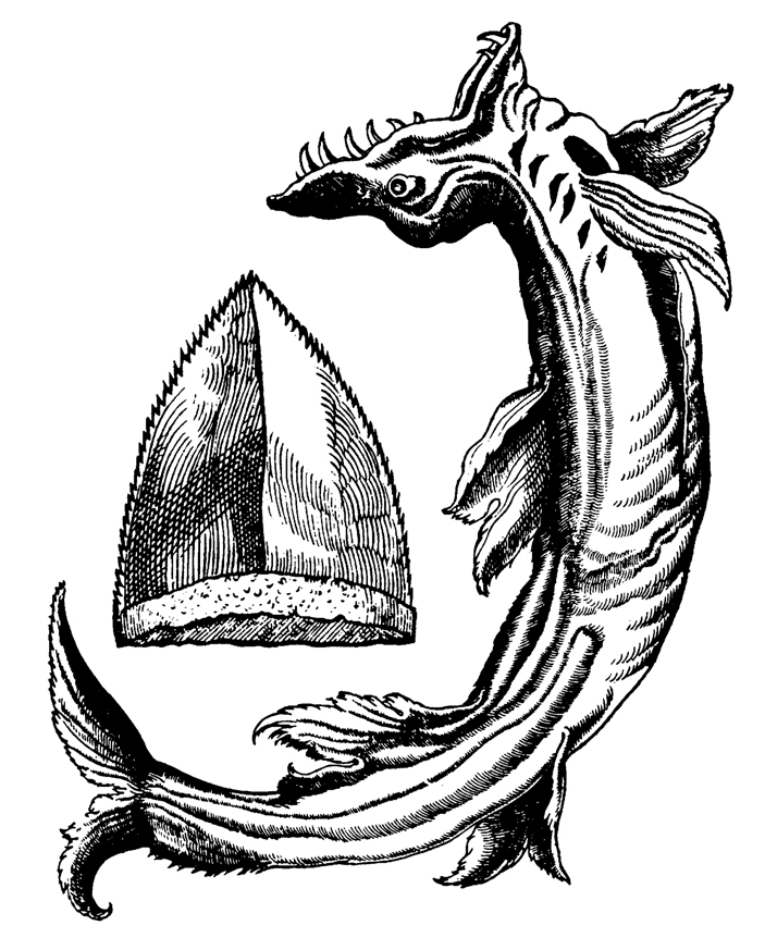 Рисунки из 4-го тома «Истории животных» Геснера (Historiae animalium Liber&nbsp;IV): глоссопетра и&nbsp;современная акула