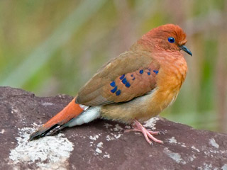 Голубоглазая земляная горлица