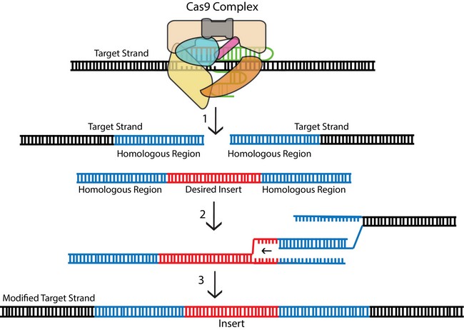 Схема работы CRISPR/Cas 