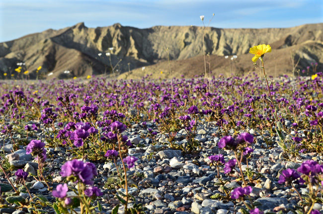 Фацелия мелкогородчатая Phacelia crenulata, пустынный пятиточечник Eremalche rotundifolia и камиссония коротконожковая Camissonia brevipes. Фото сделано 23 февраля 2016 года