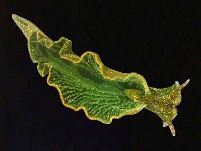 Elysia chlorotica
