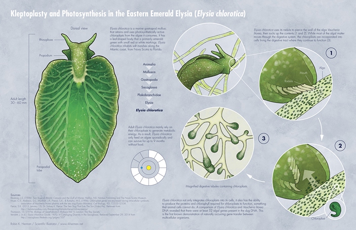 Питание моллюска Elysia chlorotica
