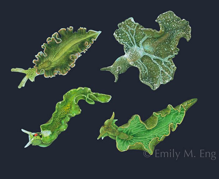Моллюски рода Elysia