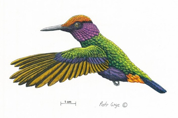 Реконструкция эуротрохилюса, выполненная Петром Грызом (Piotr Gryz)