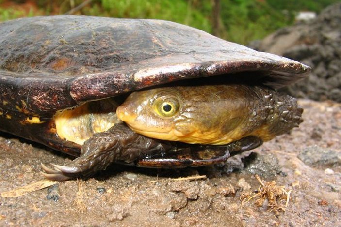 Hydromedusa maximiliani