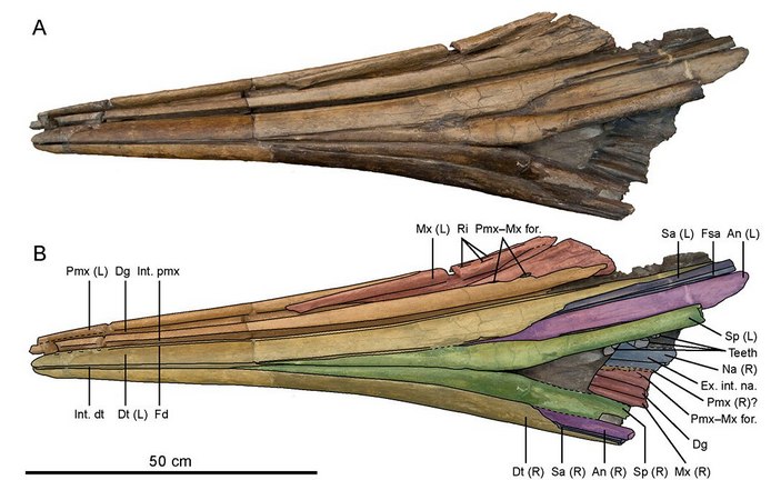 Рострум первушовизавра
