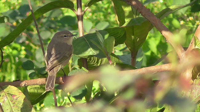 Горная теньковка