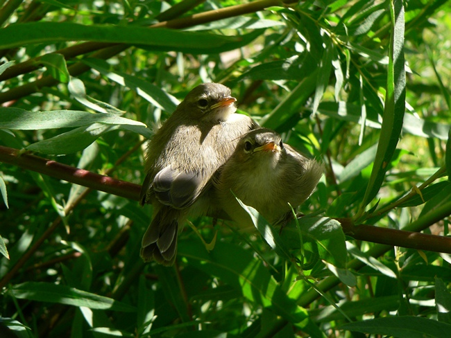 Птенцы горной теньковки