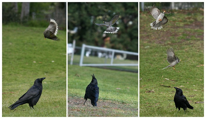 Манорины атакуют тасманийского ворона