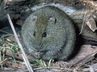 Австралийский грызун