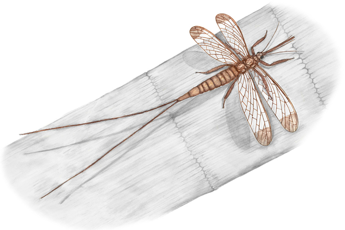 Brodioptera sinensis