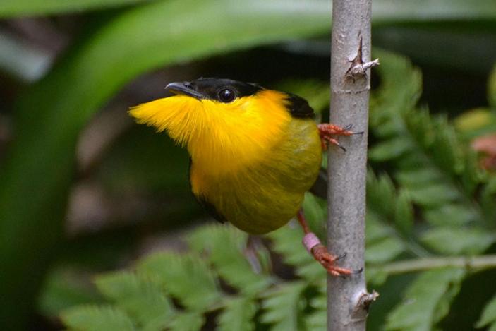 Manacus vitellinus