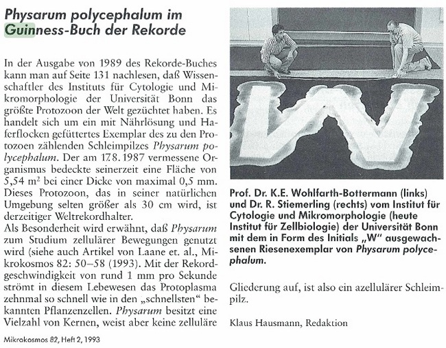 Самый большой миксомицет