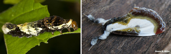Гусеница и бабочка в виде помёта