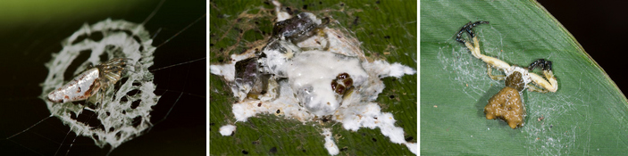 Пауки, имитирующие помёт