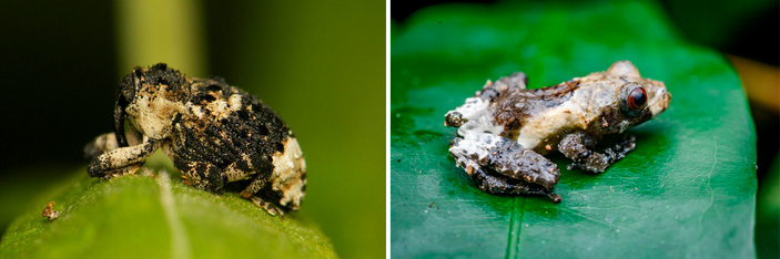 Жук и лягушка в виде помета