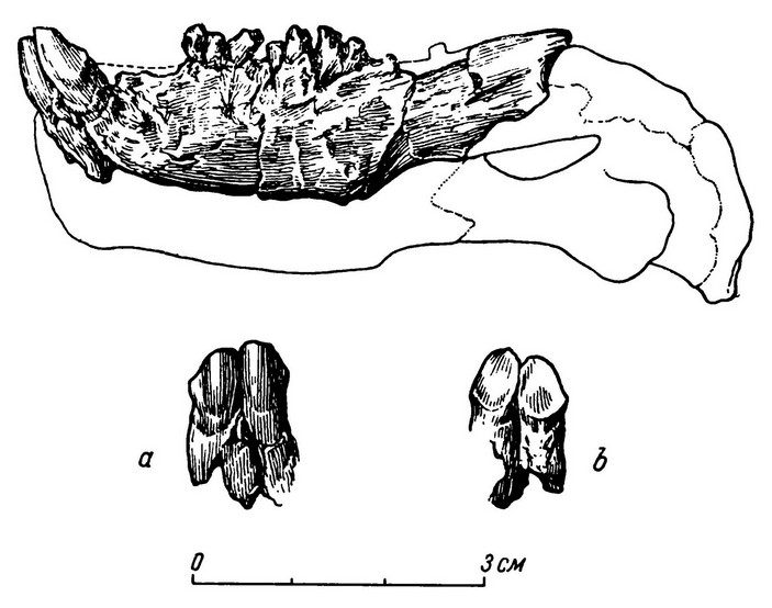 Реконструкция нижней челюсти венюковии