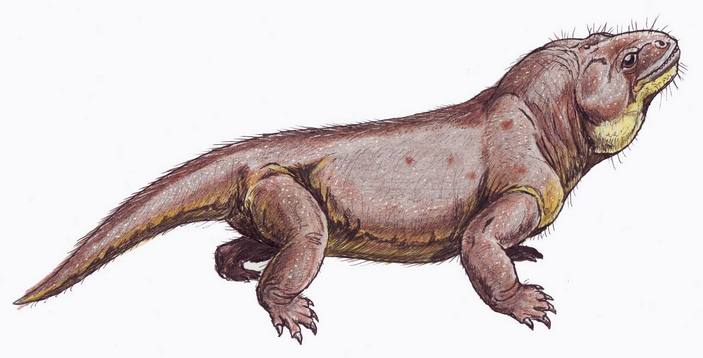 Реконструкция внешнего вида венюковии