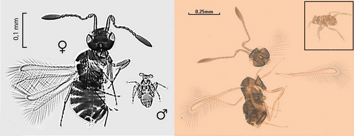 Dicopomorpha echmepterygis
