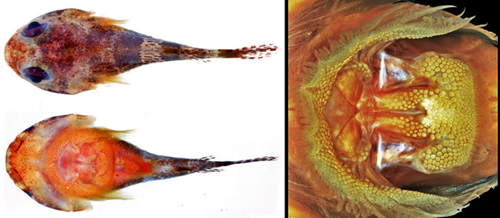 A. artius, вид со спинной и брюшной стороны тела, и присасывательный диск