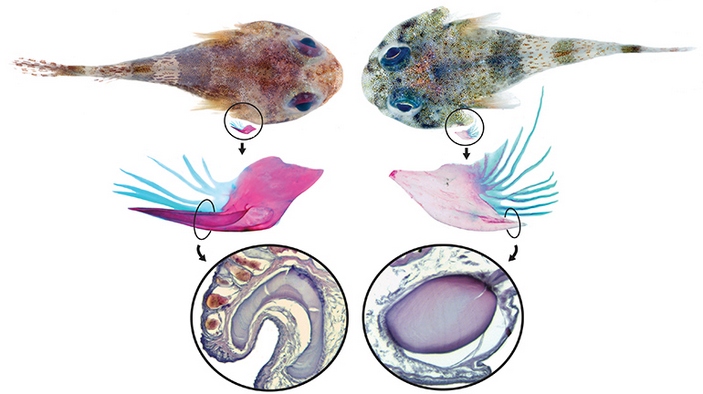 A. artius и A. lanthanum