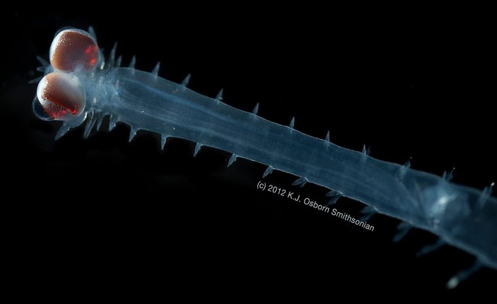 Большие глаза альциопиды