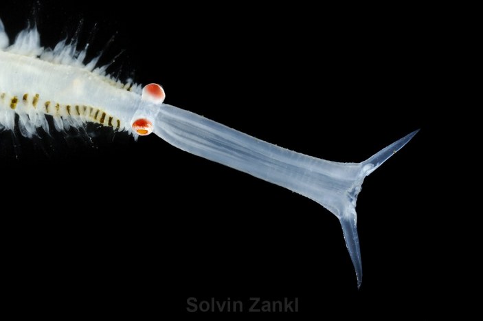 Вывернутая глотка альциопиды