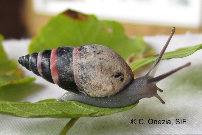 Улитка Rhachistia aldabrae