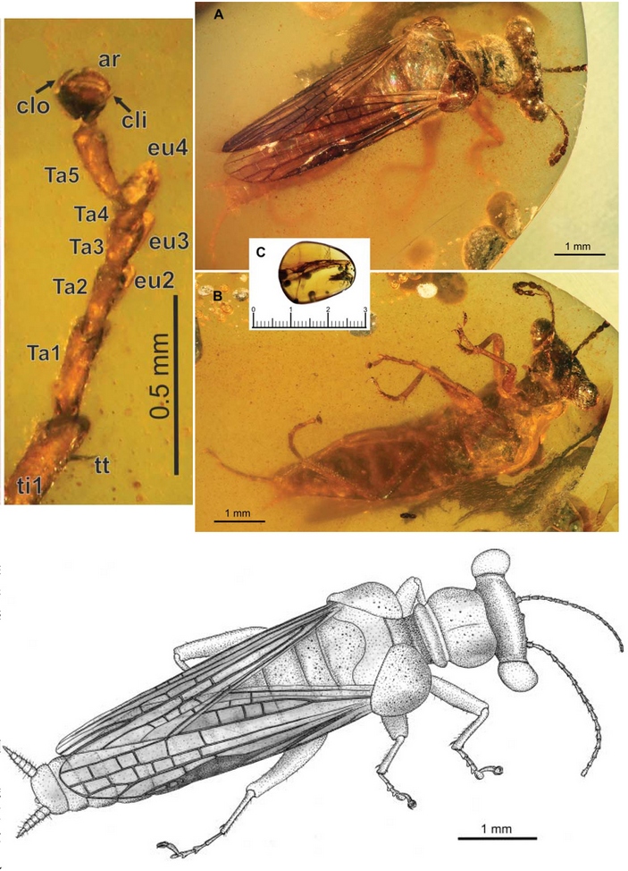 Alienopterella stigmatica