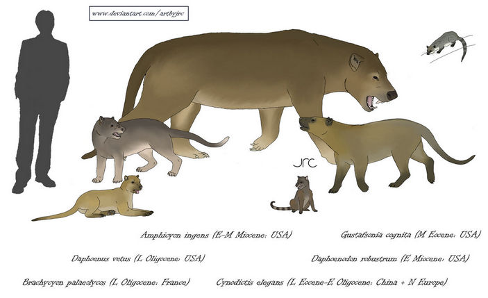 Сравнение размеров некоторых видов амфиционид