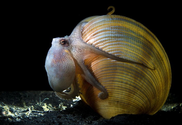 Осьминог лезет в раковину
