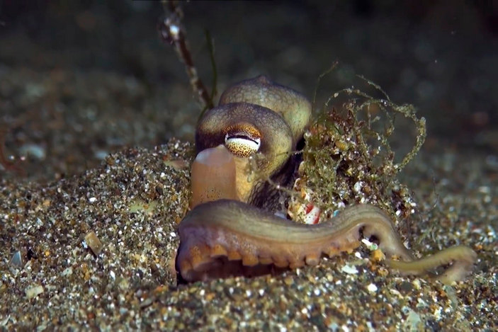 Кокосовый осьминог в песке