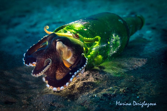 Кокосовый осьминог в бутылке