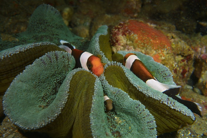 Рыбы-клоуны Amphiprion polymnus в актинии