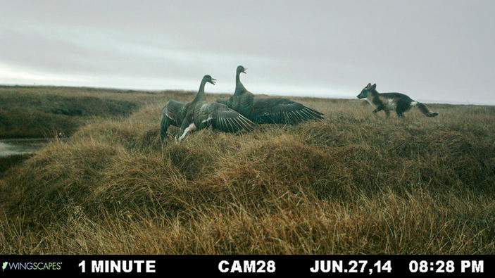 Пара белолобых гусей обороняется от песца