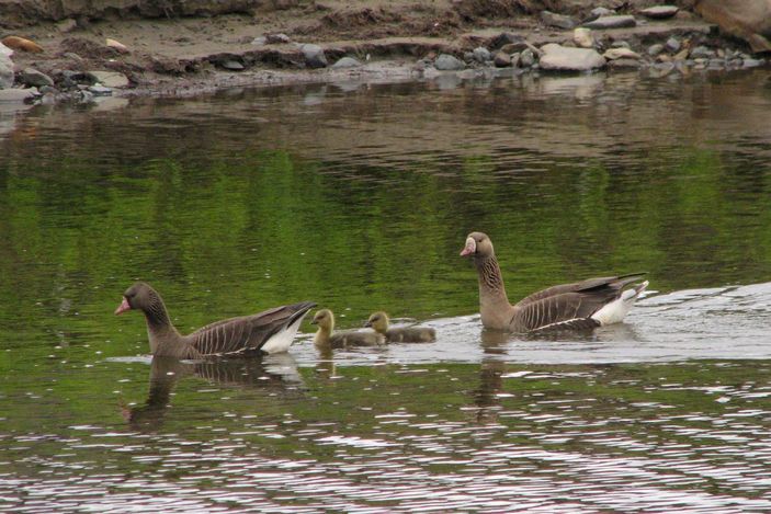 Семейство белолобых гусей