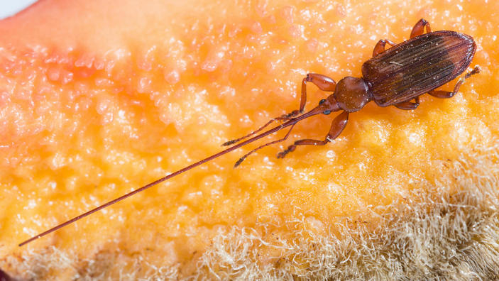 Самка жука Antliarhinus zamiae
