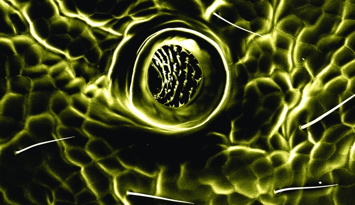 Дыхальце муравья