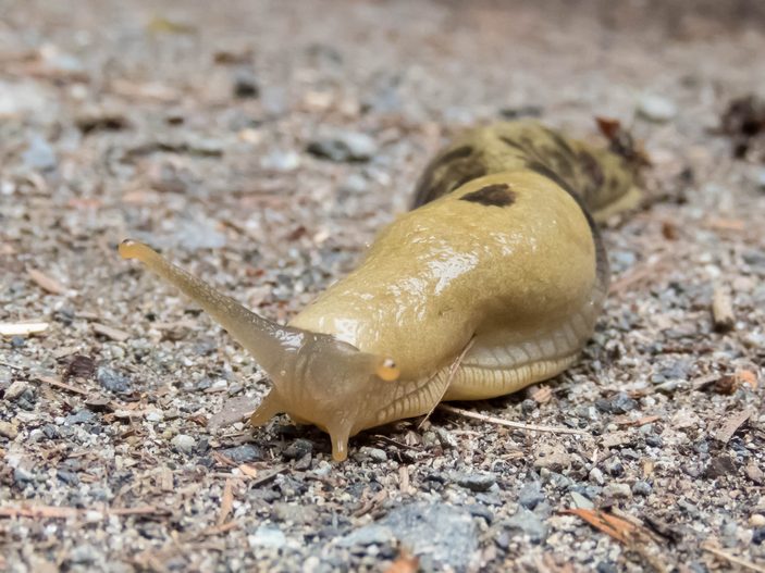 Ariolimax columbianus