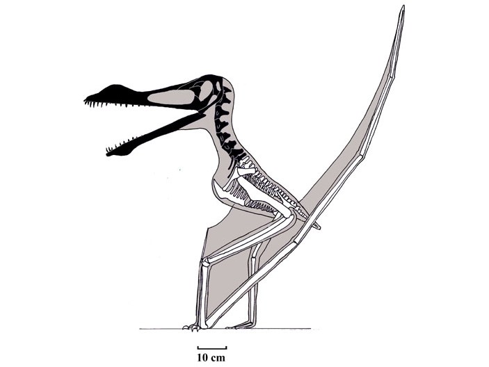 Arthurdactylus conandoylei